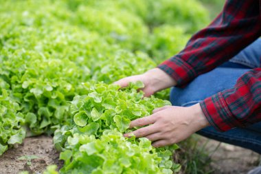Yakın plan eller sebze bahçesinden taze yeşil marul topluyor.,