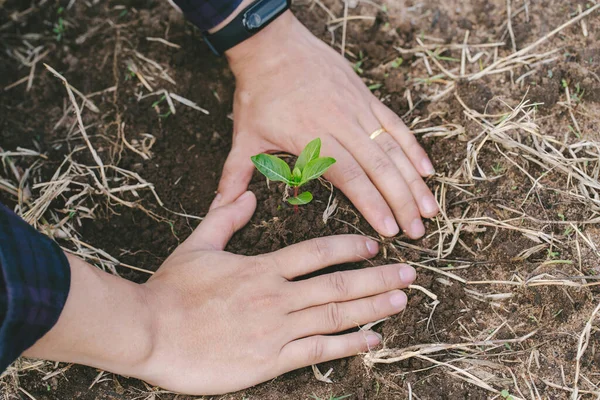 Plantando Uma Árvore Close Sobre Jovem Mãos Plantando Árvore Conservação — Fotografia de Stock