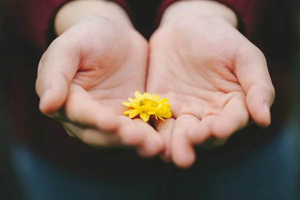 Närbild Kvinna Med Gul Blomma Handflatan Uppmuntran Koncept — Stockfoto