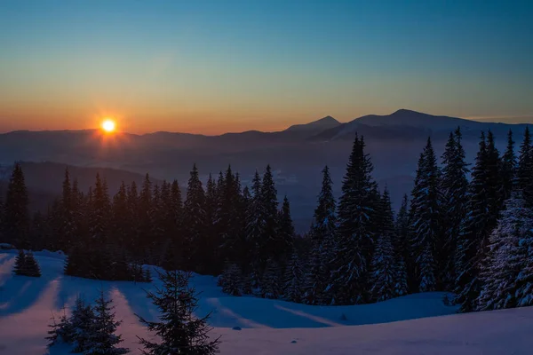 Sunrise in winter mountains with spruce forest and no clouds