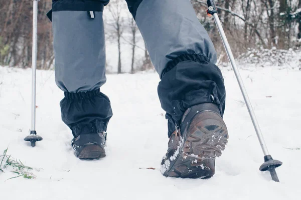 Hiker чоботи з трекінг поляків і гетри, що йде назад в зимовому лісі Стокове Зображення