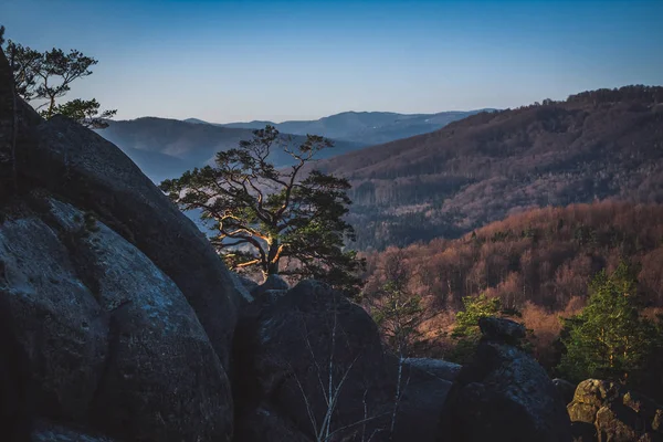 Сонячні промені освітлюють соснове дерево на скелі на світанку — стокове фото