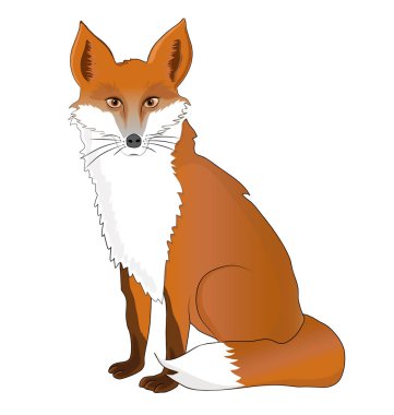 Bir tilkinin vektör illüstrasyonu