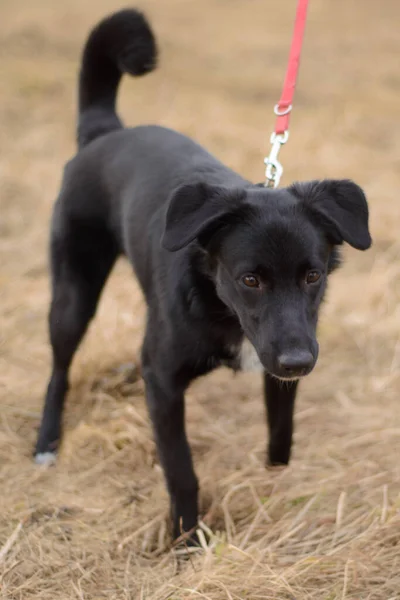 Perro Negro Con Una Correa Roja Jugando Afuera —  Fotos de Stock