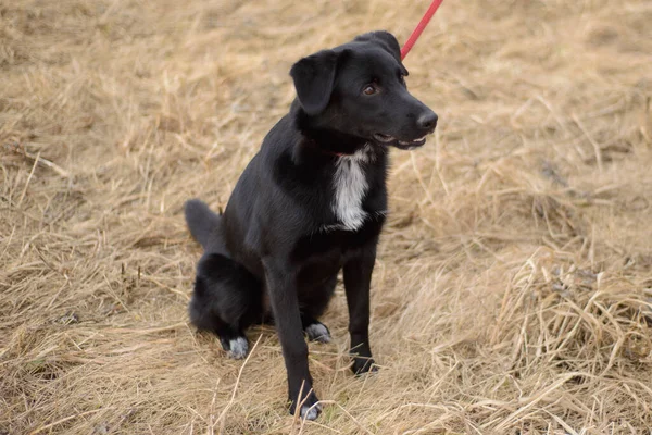 外で遊んでいる赤い紐の上の黒い犬 — ストック写真