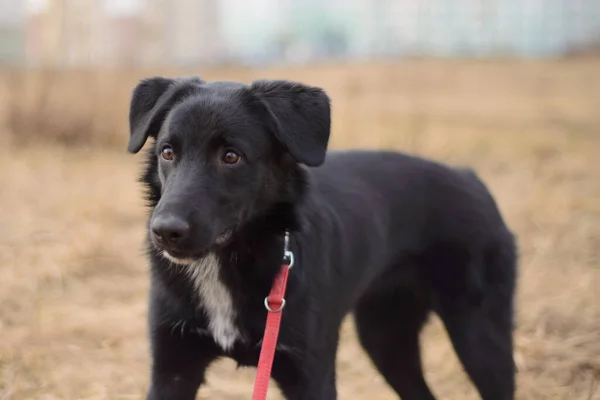 外で遊んでいる赤い紐の上の黒い犬 — ストック写真