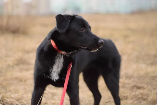 Perro Negro Con Una Correa Roja Jugando Afuera —  Fotos de Stock