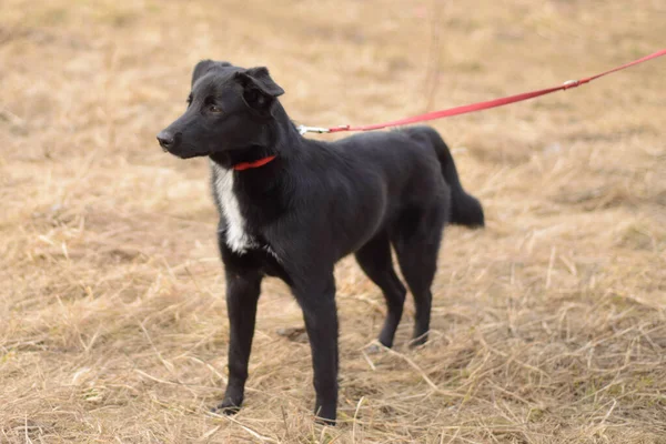 Perro Negro Con Una Correa Roja Jugando Afuera —  Fotos de Stock