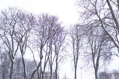 Kar altında yaprakları olmayan uzun kış ağaçları.