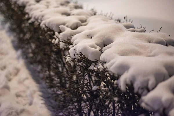 Winter Braune Büsche Mit Weißem Schnee Bedeckt — Stockfoto