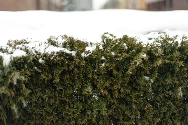 Winter Grüne Thuja Büsche Mit Weißem Schnee Bedeckt — Stockfoto