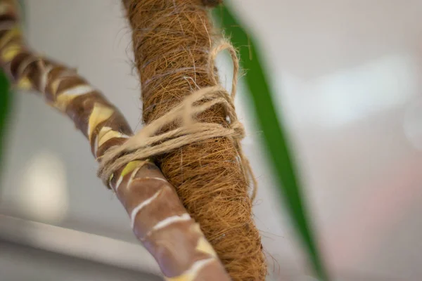 Deux Troncs Palmier Attachés Avec Harnais — Photo