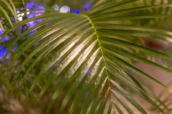 Зелене Пальмове Листя Інтер Єрі — стокове фото