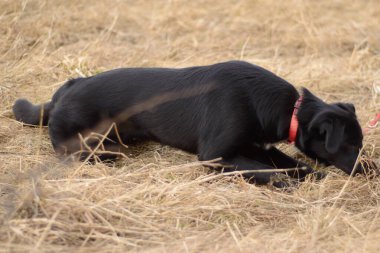 Kırmızı tasmalı siyah köpek dışarıda oynuyor.