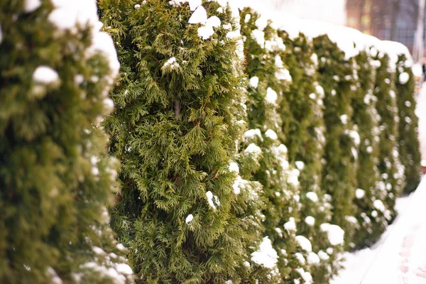 Winter Grüne Thuja Büsche Mit Weißem Schnee Bedeckt — Stockfoto