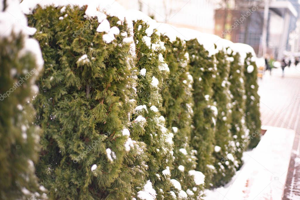 winter, green thuja bushes covered with white snow