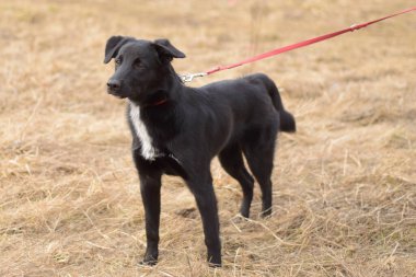 Kırmızı tasmalı siyah köpek dışarıda oynuyor.