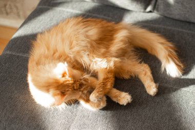 Apartmandaki gri koltukta kırmızı kedi.