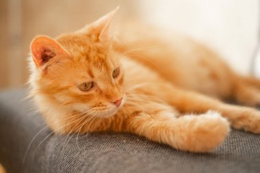 Apartmandaki gri koltukta kırmızı kedi.