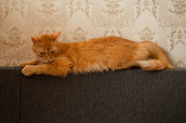 Apartmandaki gri koltukta kırmızı kedi.