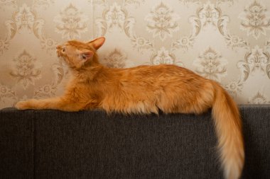 Apartmandaki gri koltukta kırmızı kedi.