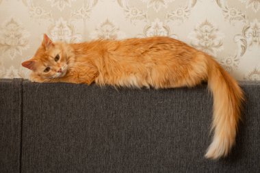 Apartmandaki gri koltukta kırmızı kedi.