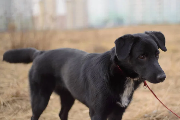 Μαύρος Σκύλος Κόκκινο Λουρί Παίζει Έξω — Φωτογραφία Αρχείου