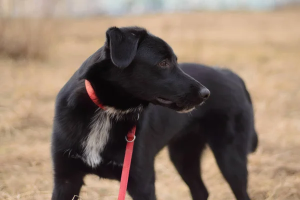 Perro Negro Con Una Correa Roja Jugando Afuera —  Fotos de Stock