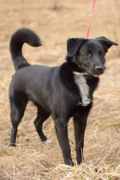 外で遊んでいる赤い紐の上の黒い犬 — ストック写真