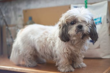 Tek gözlü beyaz-gri köpek