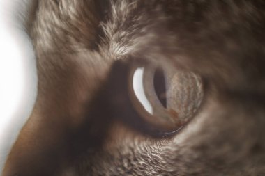 Bir kedinin gözü. Yakından.