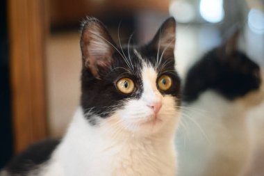 Siyah benekli beyaz kedi evde oynuyor.