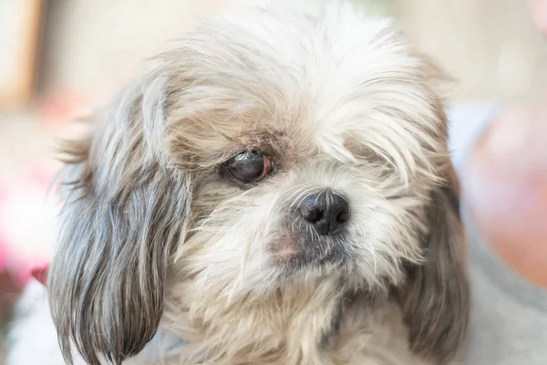 Perro Blanco Gris Con Ojo — Foto de Stock