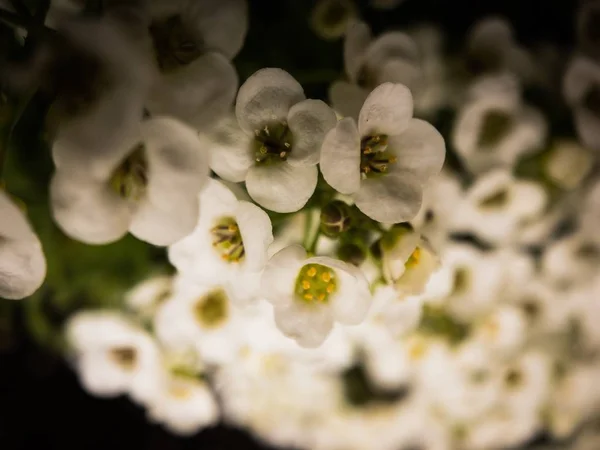 Flores Blancas Flor Una Agradable Mañana Primavera — Foto de Stock