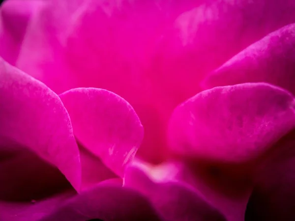 Яскраво Рожева Квітка Цвіте Теплий Весняний Ранок — стокове фото