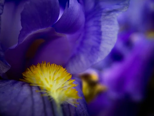 Flor Púrpura Amarilla Flor Agradable Día Primavera — Foto de Stock