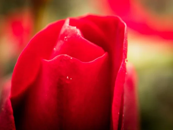 Rote Rose Blüht Einem Warmen Frühlingsmorgen Stockbild