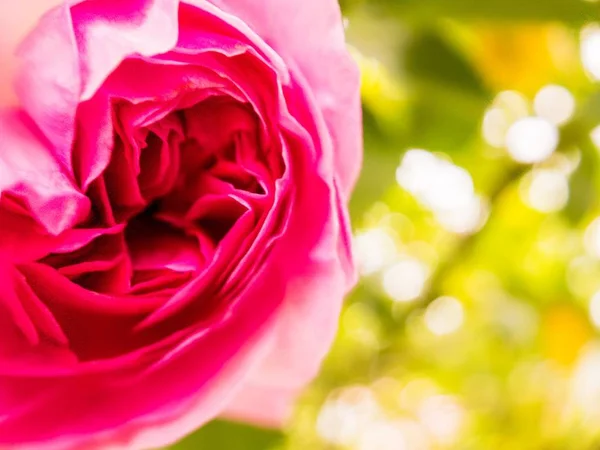 Розовая Роза Цветет Солнечным Весенним Утром Лицензионные Стоковые Фото