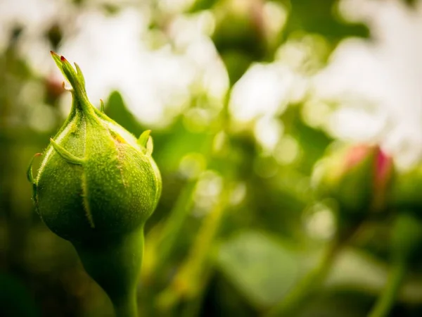 Rosebud Punto Florecer Una Soleada Mañana Primavera Fotos De Stock