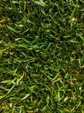 yeşil çim dokulu arka plan