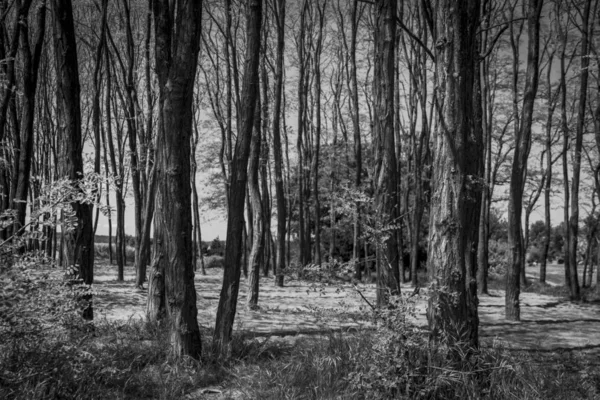 Altın bahçelerde yaz, ağaçlar