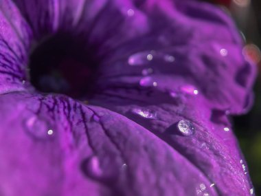 Makro çekim Portland'da bir güneşli yaz gününde mor bir çiçek