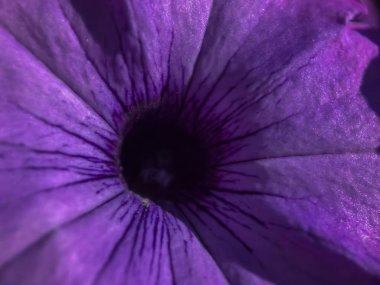 Makro çekim Portland'da bir güneşli yaz gününde mor bir çiçek