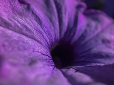 Makro çekim Portland'da bir güneşli yaz gününde mor bir çiçek