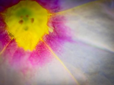 Makro çekim yaz güneşin Portland çiçek açan bir beyaz çiçek