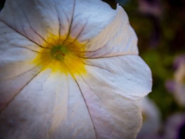 Makro çekim yaz güneşin Portland çiçek açan bir beyaz çiçek