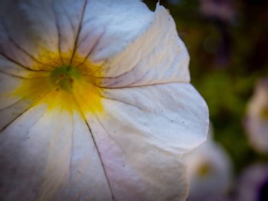 Makro çekim yaz güneşin Portland çiçek açan bir beyaz çiçek