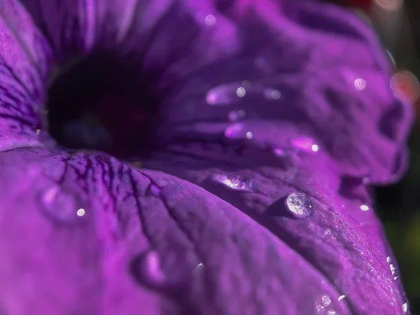 Macro Una Flor Púrpura Soleado Día Verano Portland — Foto de Stock