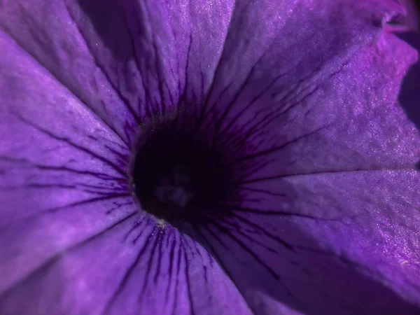 Makro çekim Portland'da bir güneşli yaz gününde mor bir çiçek