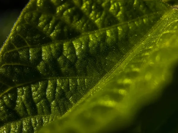 Portland'da bir güneşli yaz gününde yaprak yeşil makro çekim